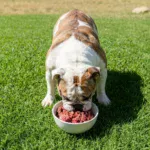 Cru Barf de Cordero y Pavo – Análisis y opinión